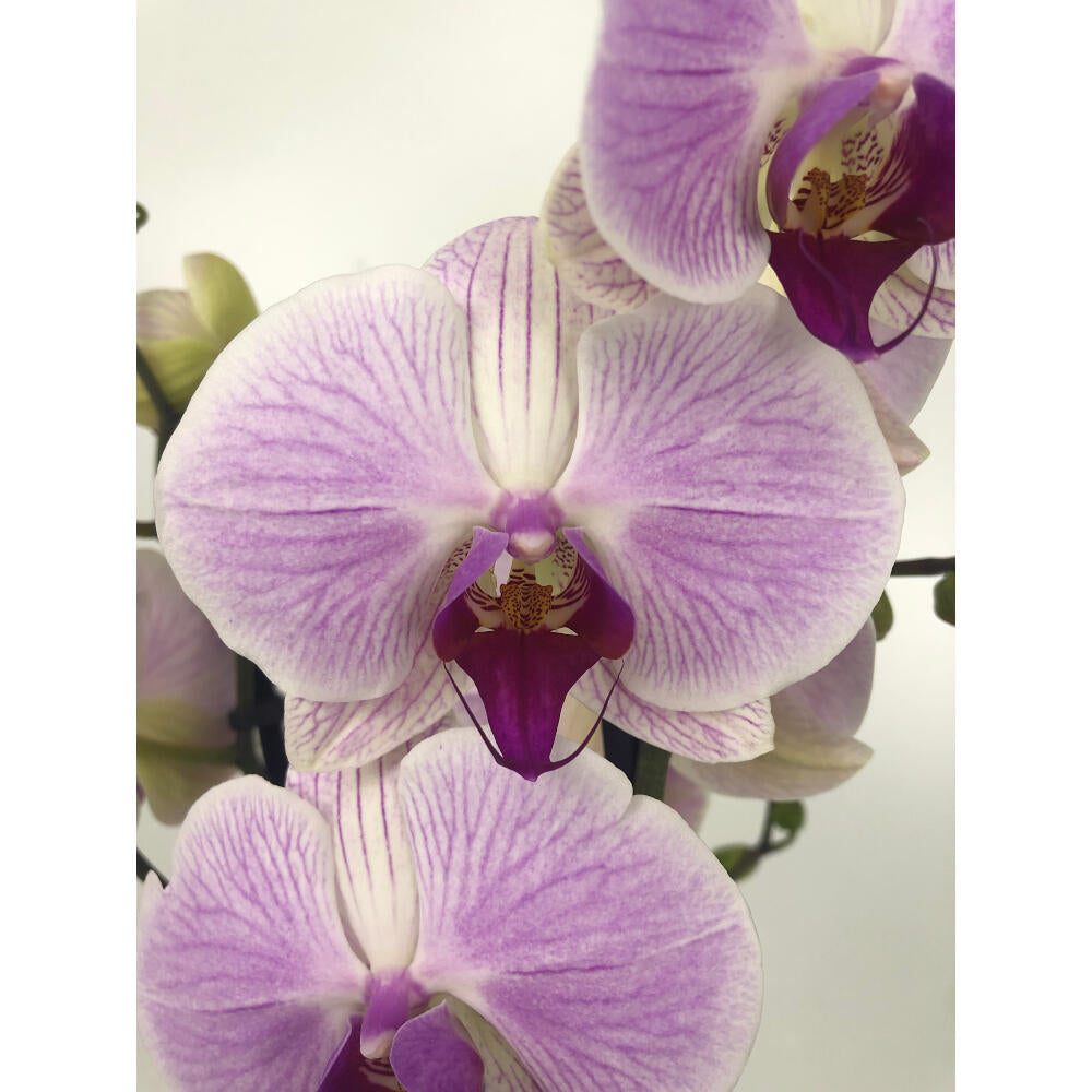 Orquidea Phalaenopsis Cleveland 2/3 Tallos M12 70cm