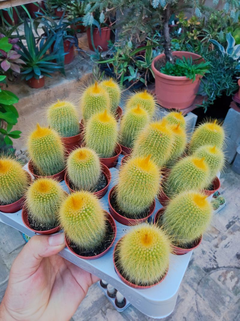 Cactus Peludo Amarillo Planta Suculenta Ø5cms_0