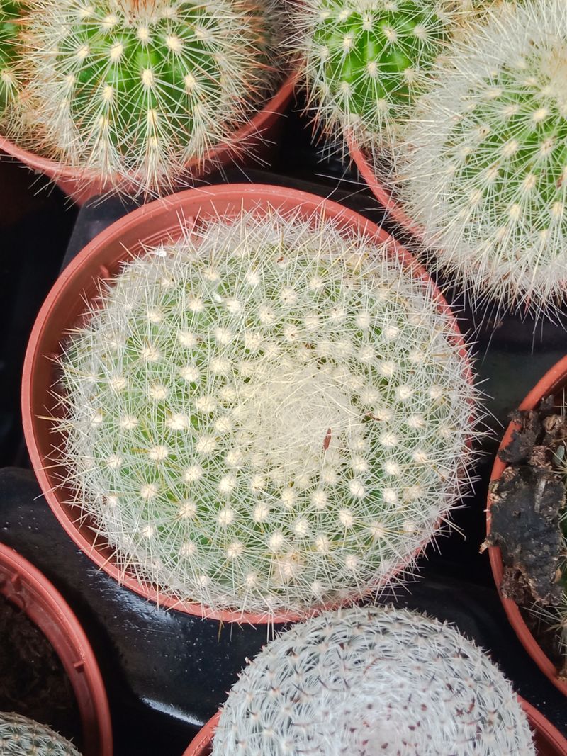 Plantas Suculentas Y Cactus A Elegir Ø5 Cm #ref63