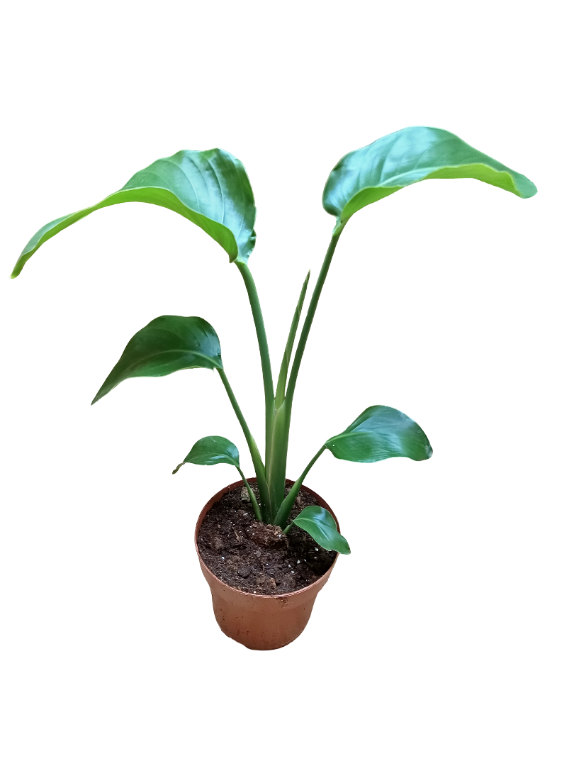 Streltzia Nicolai Ave Del Paraiso Planta De Interior Ø14-altura 30-50 Cm