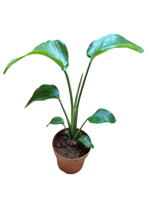 Streltzia Nicolai Ave Del Paraiso Planta De Interior Ø14-altura 30-50 Cm