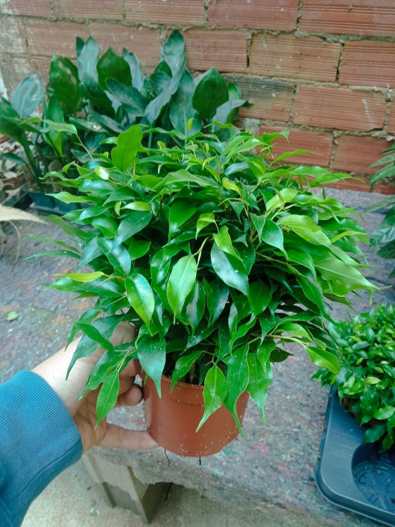 Ficus Benjamina Kinki Planta De Interior 20 Cms
