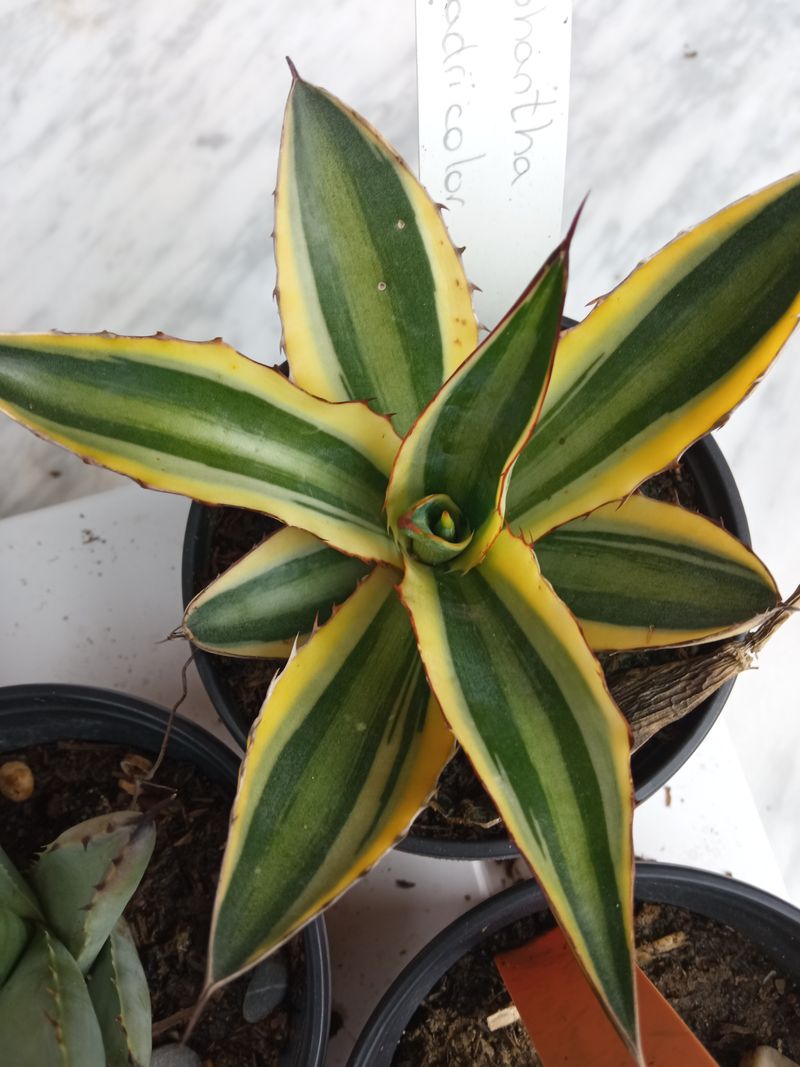 Agave Lophanta Quatricolor Planta Suculenta 10 Cms