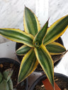 Agave Lophanta Quatricolor Planta Suculenta 10 Cms