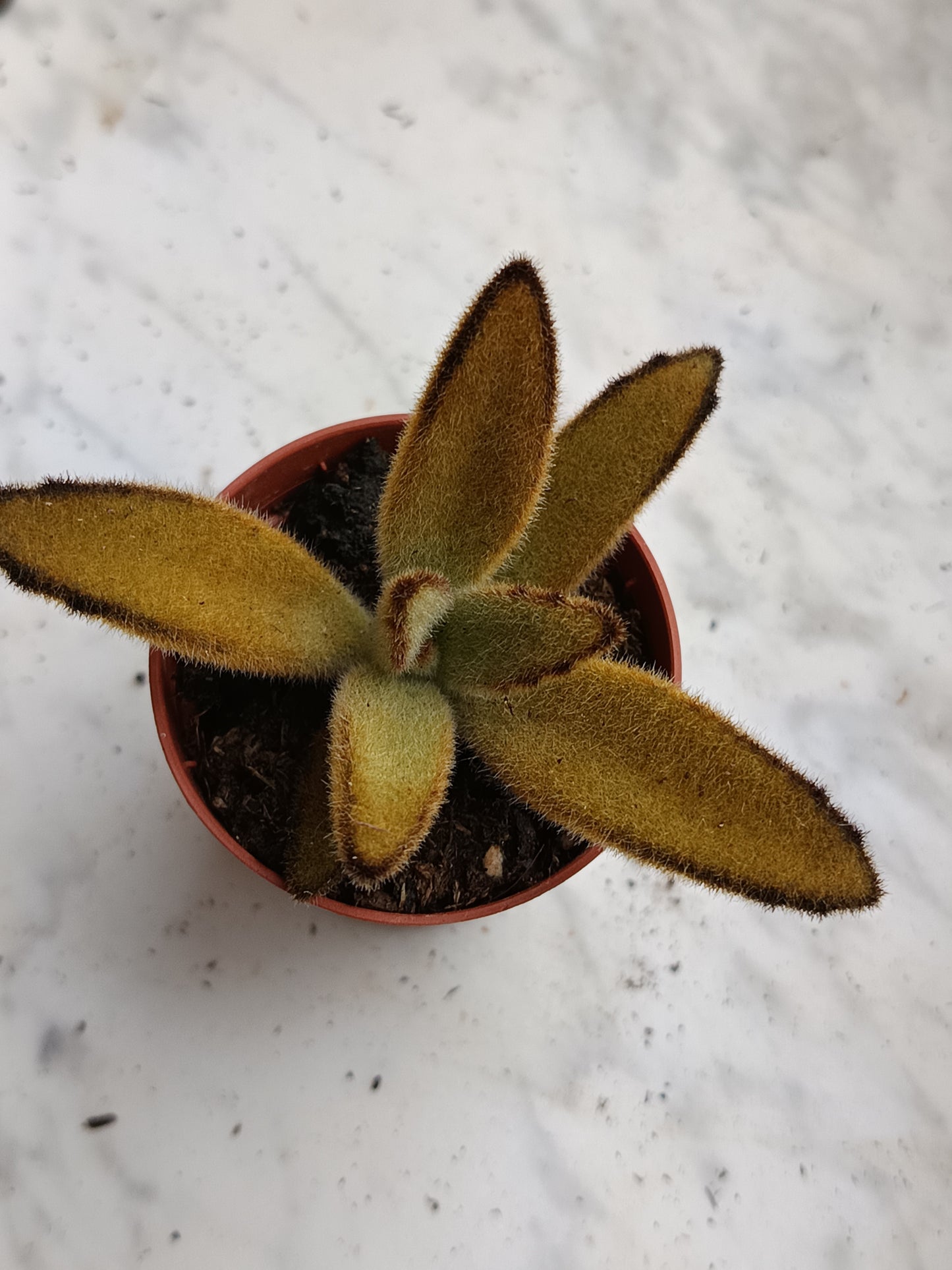 Kalanchoe Tomentosa Pata De Panda 1 Planta Surtida Aleatoria