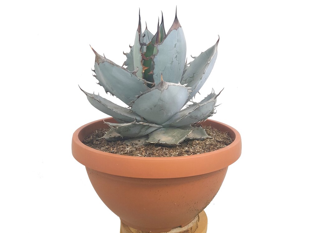 Agave Titanota White Ice T30 50cm (hielo Blanco)