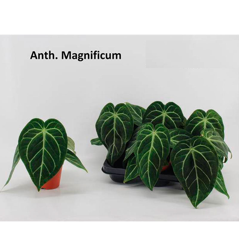 Anthurium Magnificum Planta De Interior -1 Und Ø12