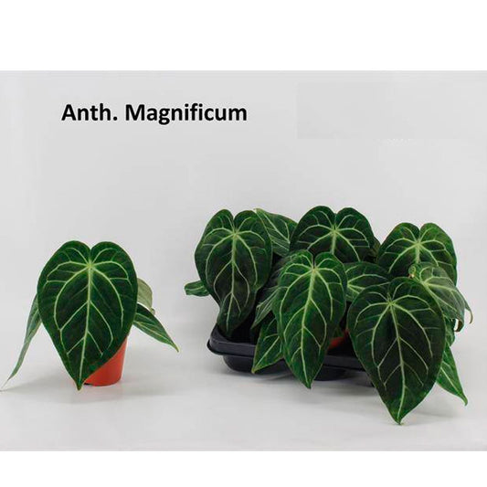 Anthurium Magnificum Planta De Interior -1 Und Ø12