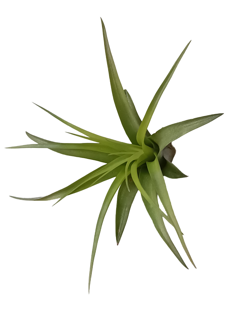 Tillandsia Brachycaulo Clavel Del Aire Tillandsias