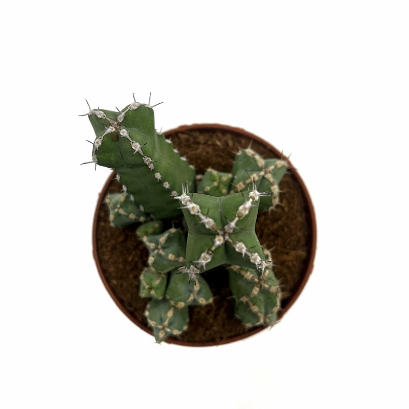 Euphorbia Polyacantha Cactus Y Suculentas M8,5 Ø