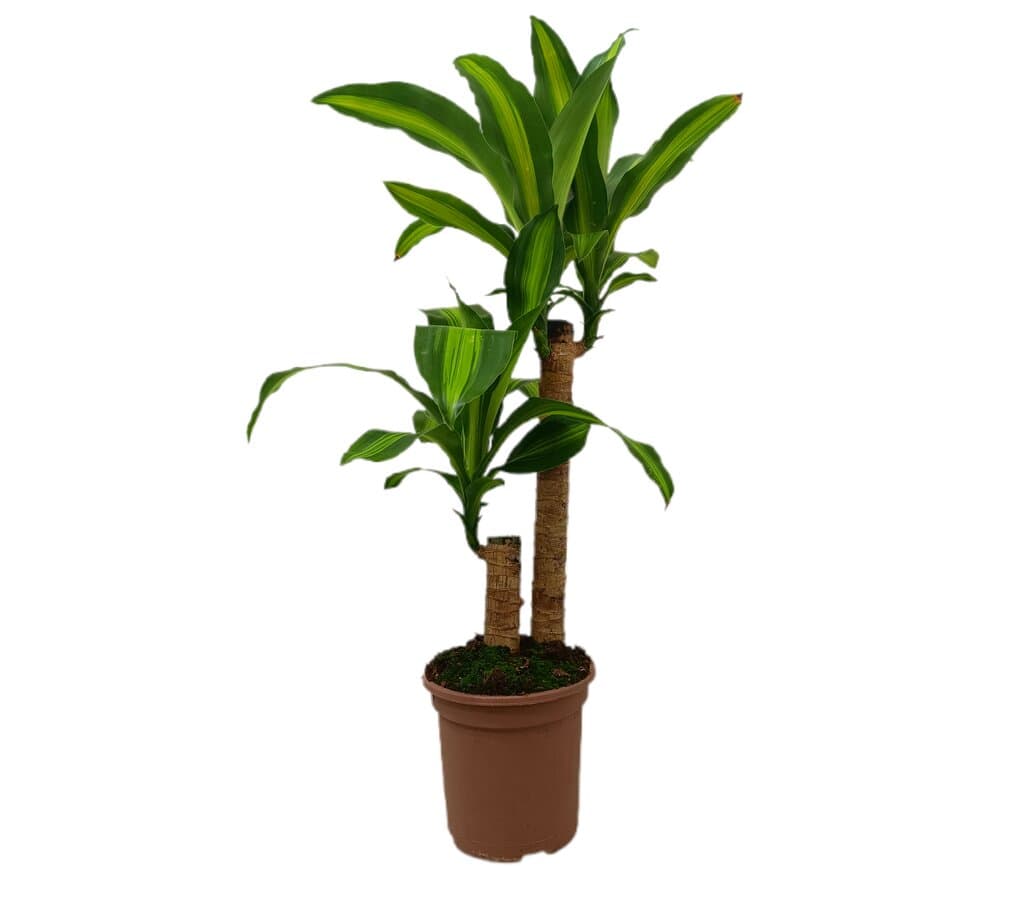 Dracena Masageana 45-20 M17 50-70cm_0