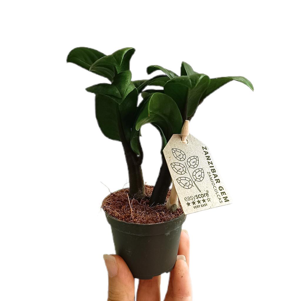 Zamioculca Zenzi M6_0