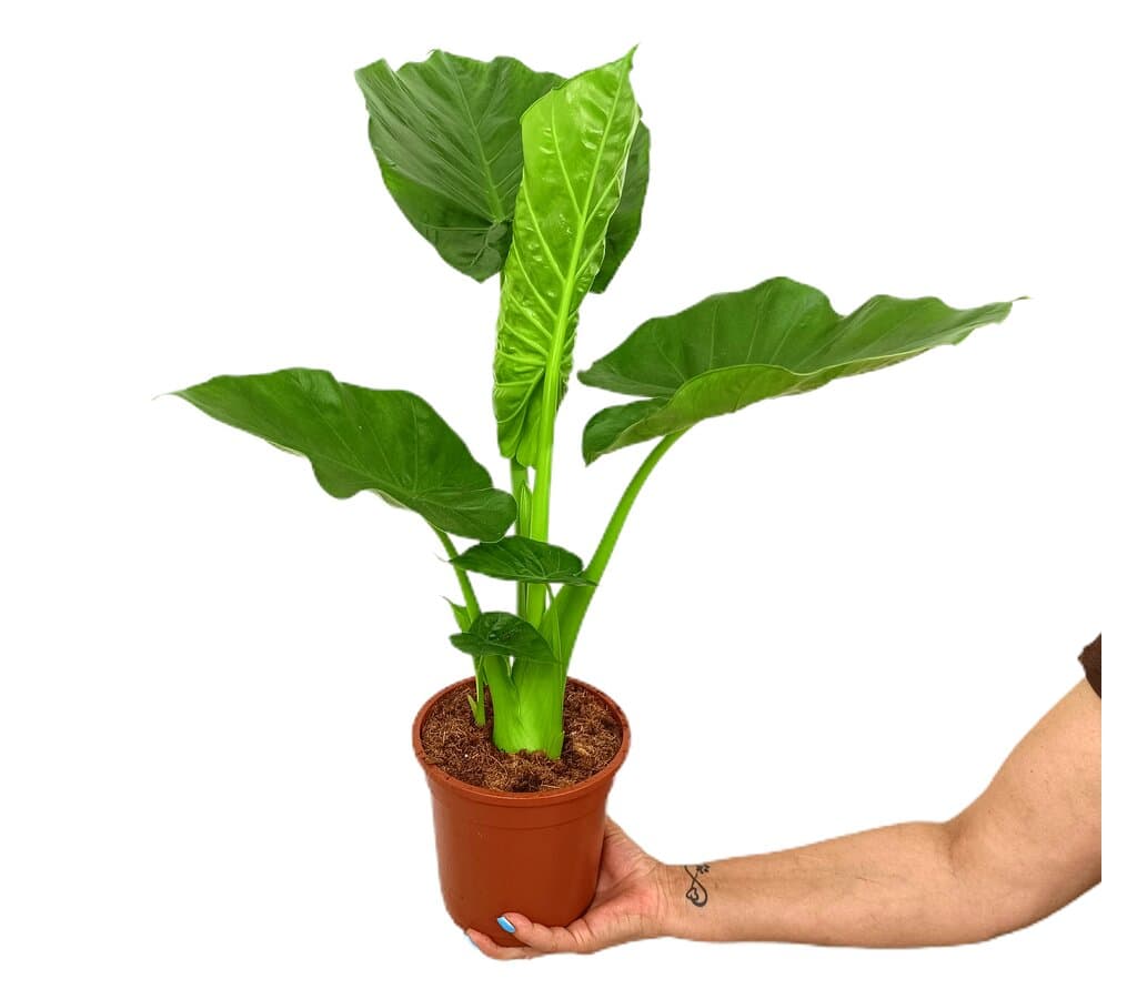 Alocasia Macrorrhiza M17 70-90cm