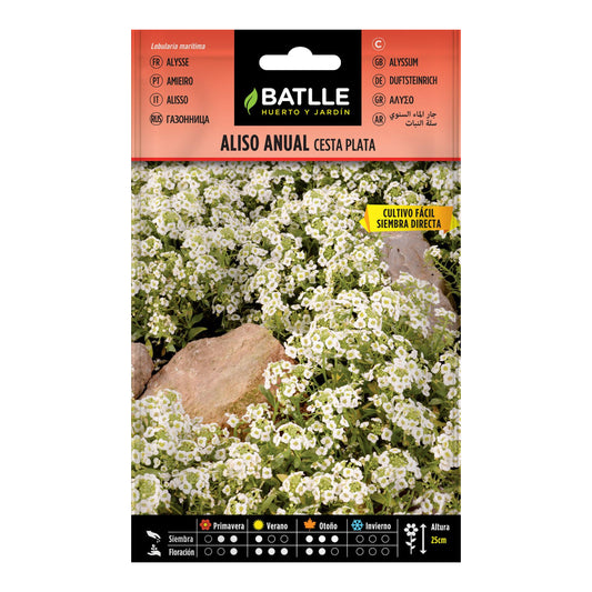 Semillas de Aliso anual cesta plata Batlle