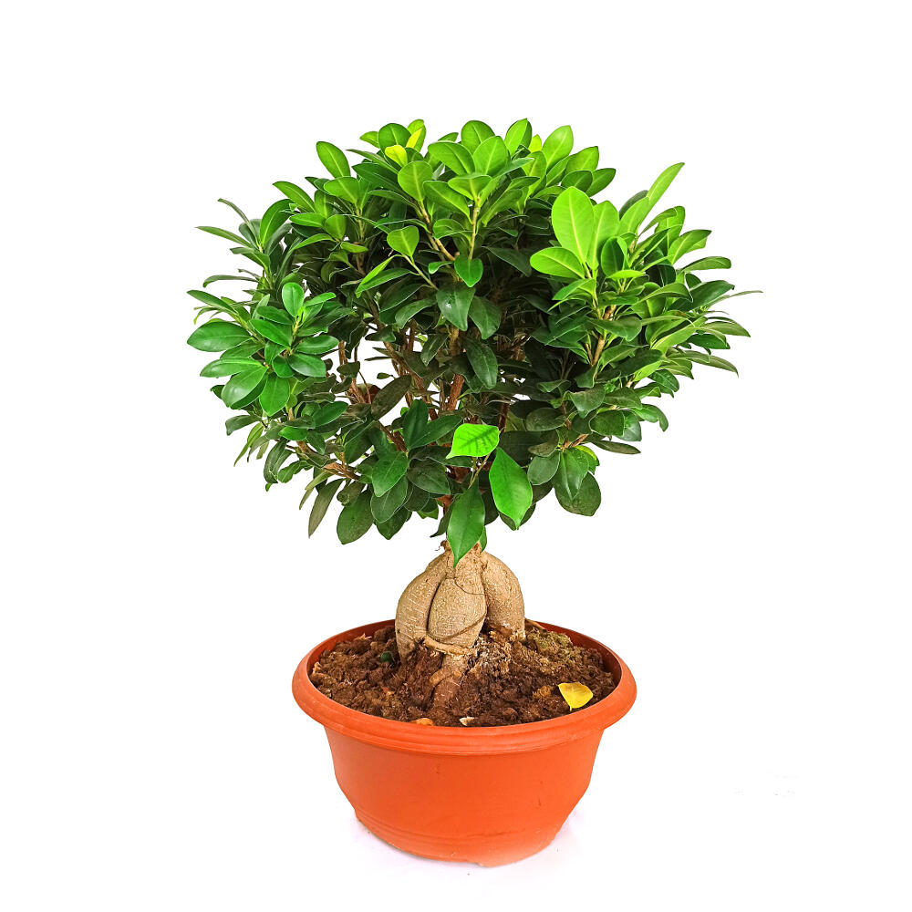Bonsai Ficus Ginseng T35