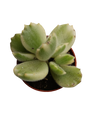 Cotyledon Tomentosa Variegata Garra De Panda Planta Suculenta Ø5