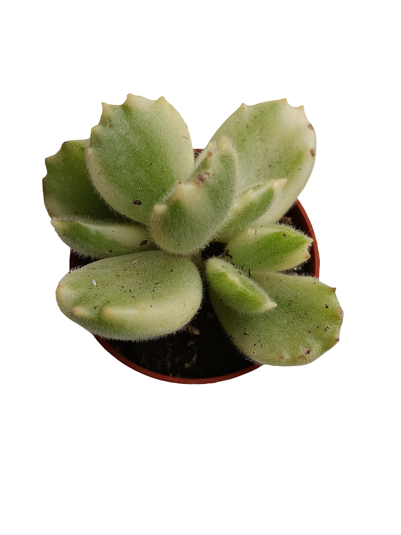 Cotyledon Tomentosa Variegata Garra De Panda Planta Suculenta Ø5