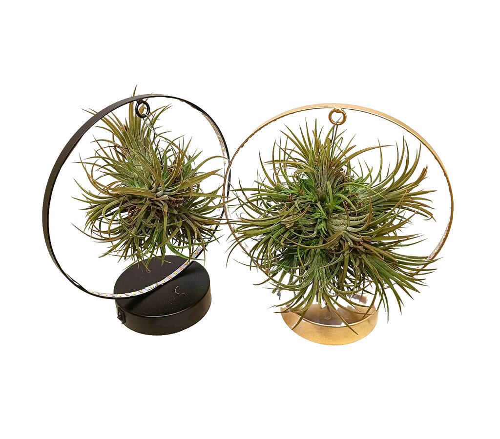 Tillandsia Ionantha Led_1