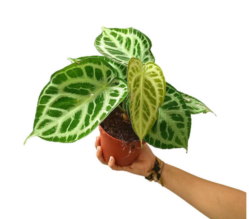 Anthurium Silver Blush M12 25cm_0