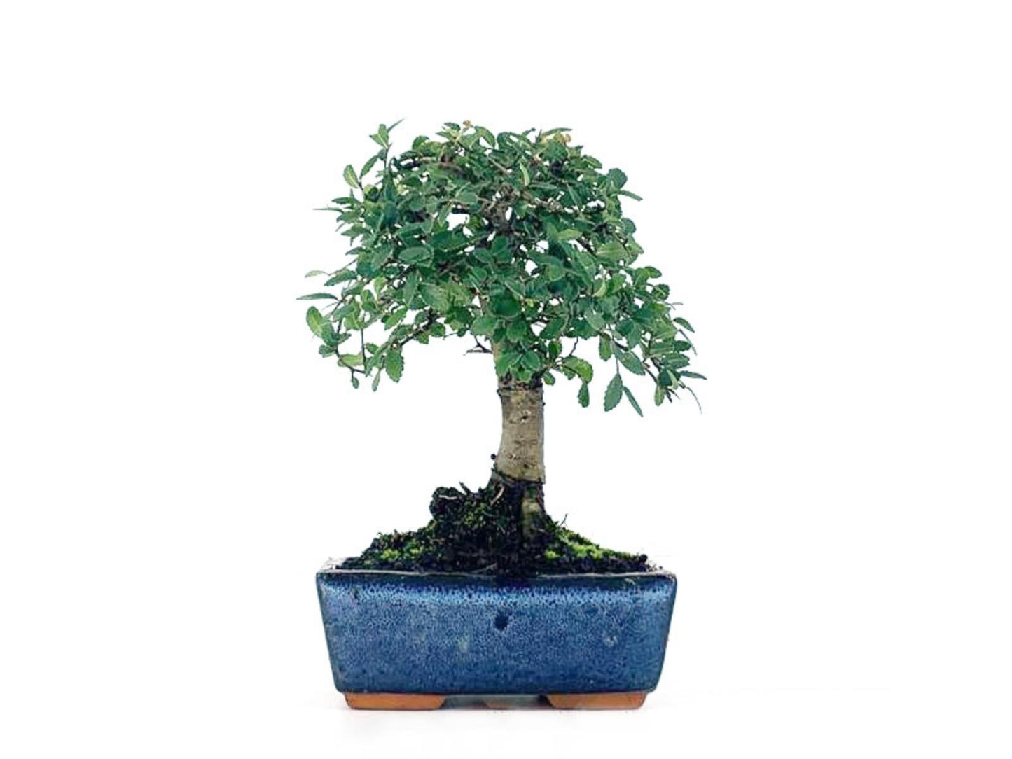 Bonsái Zelkova - Olmo Chino - 5 Años_0