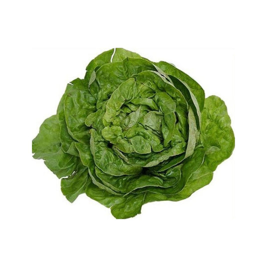 Plantón de Lechuga malagueña en maceta 11 cm