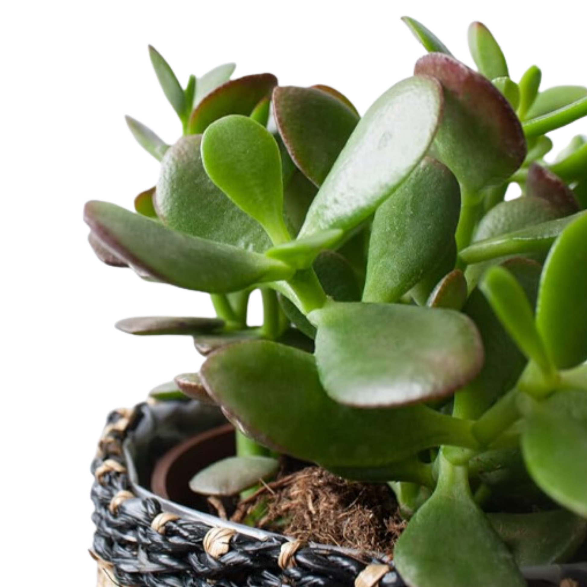Crassula Ovata - Planta Natural Del Dinero O Arbol De Jade - En Maceta M12
