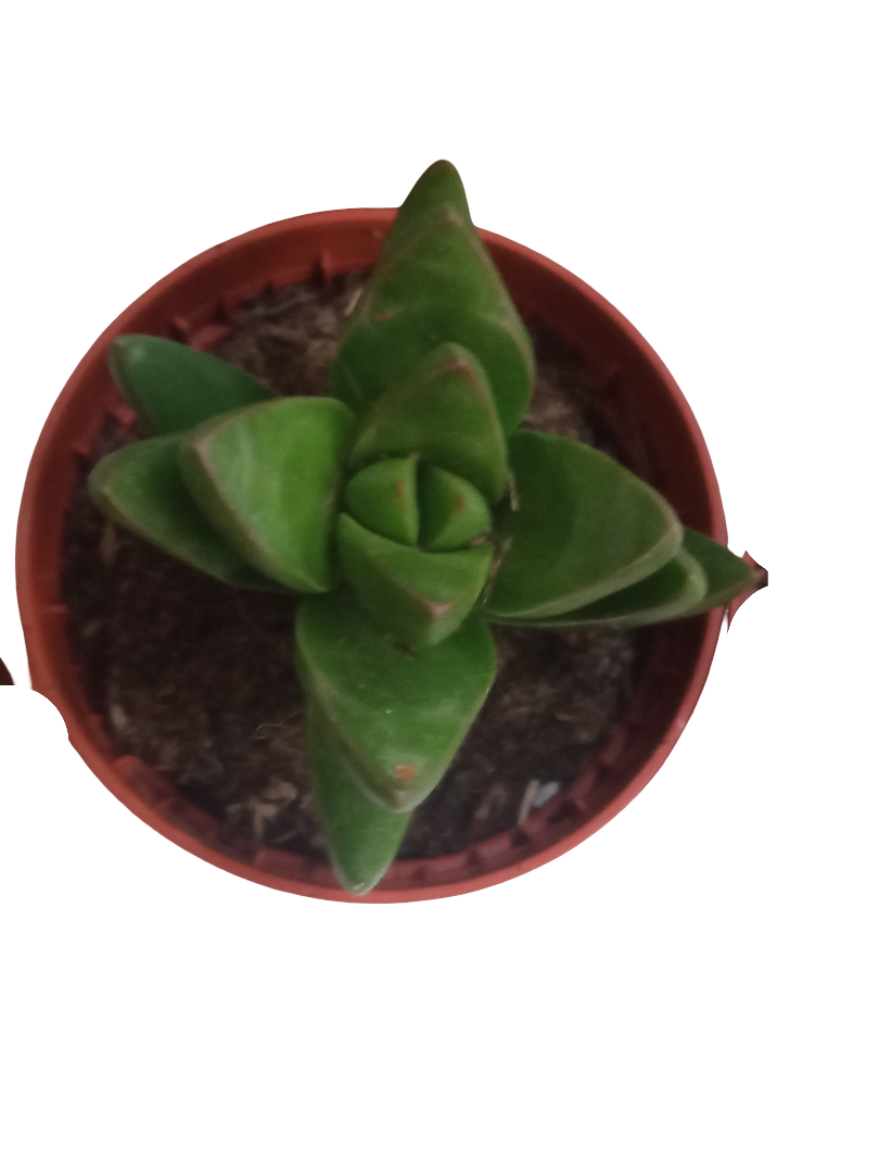 Crassula Ben Plantas Suculentas Envio Gratis