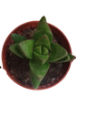 Crassula Ben Plantas Suculentas Envio Gratis