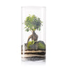 Terrario Amazonia Tower Ficus Ginseng Ø25 x 53 cm