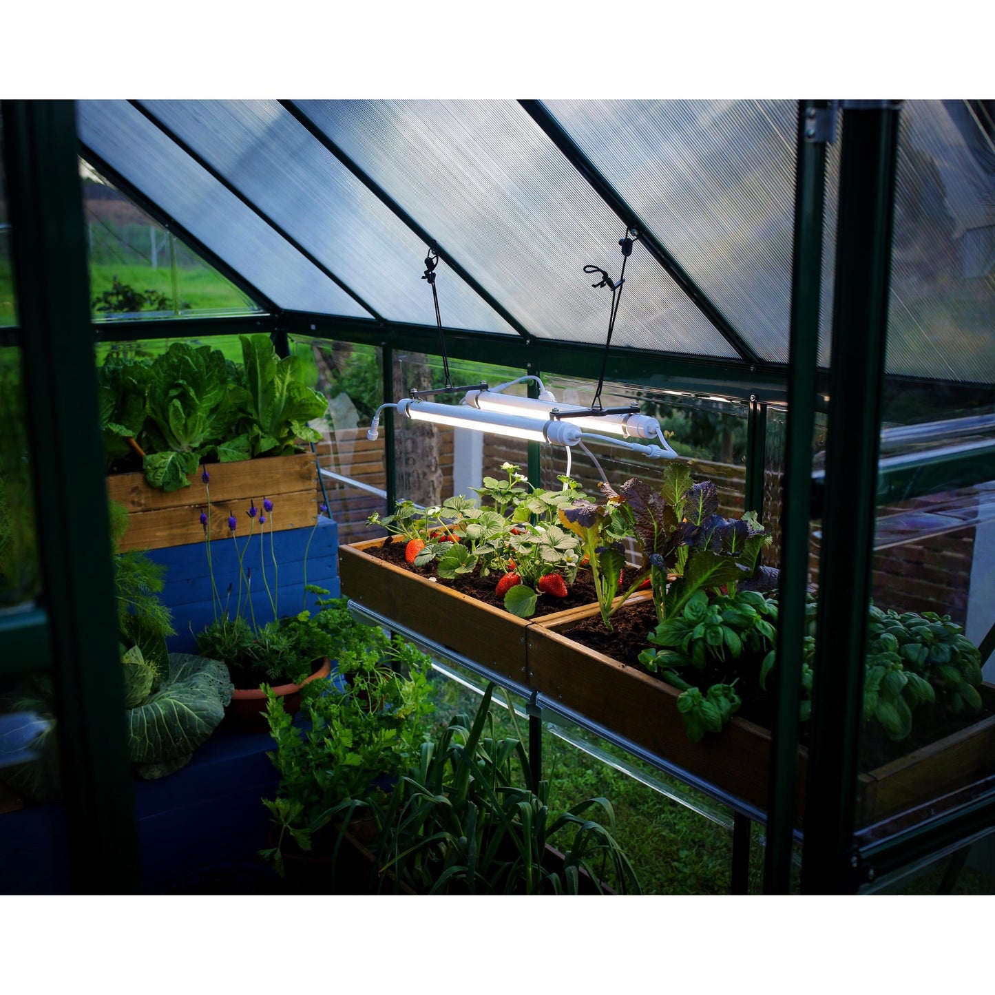 Luz LED para cultivos espectro completo Brighton