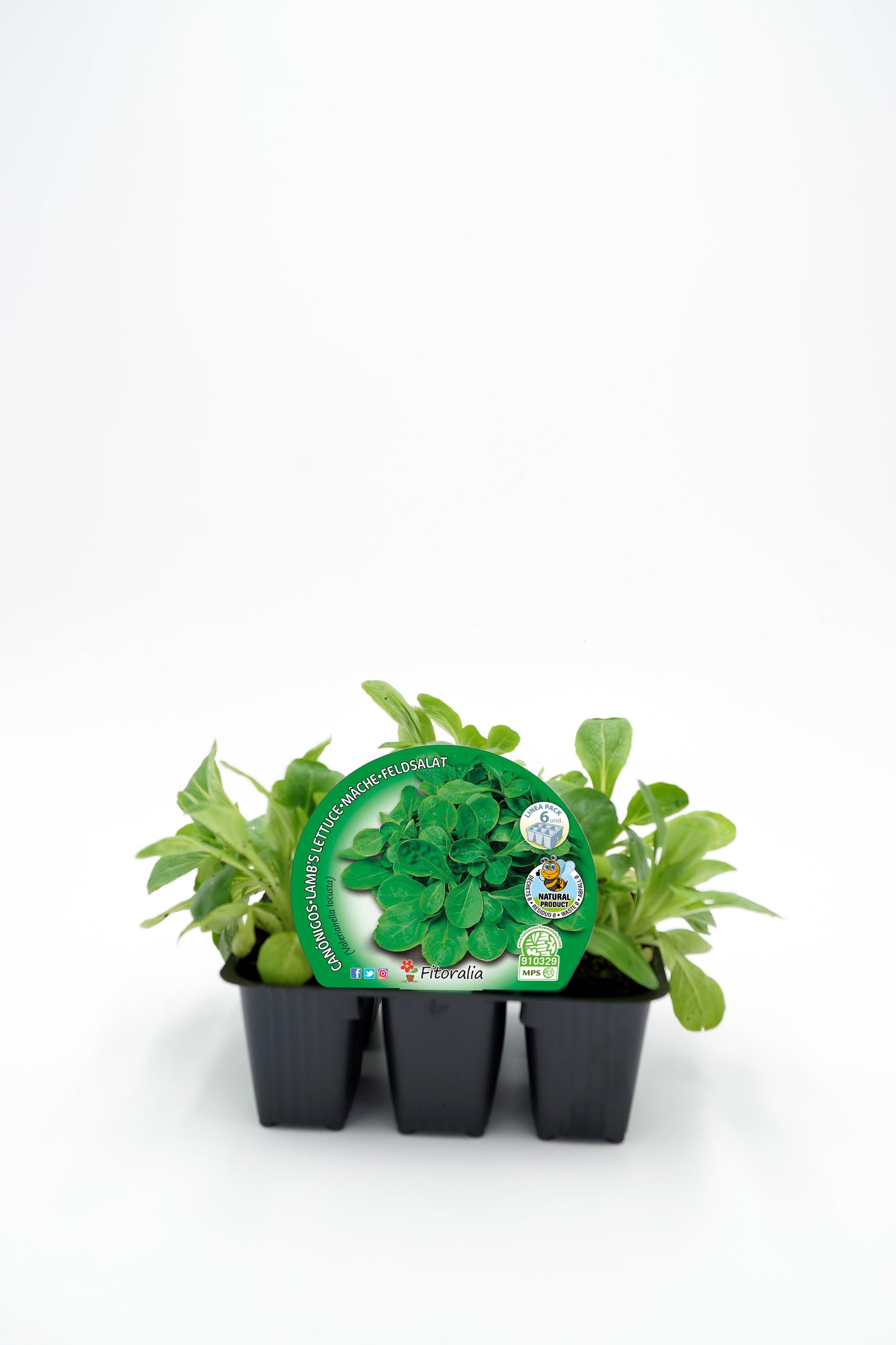 Pack Plantones Canónigos 6 Ud. Natural - Fitoralia