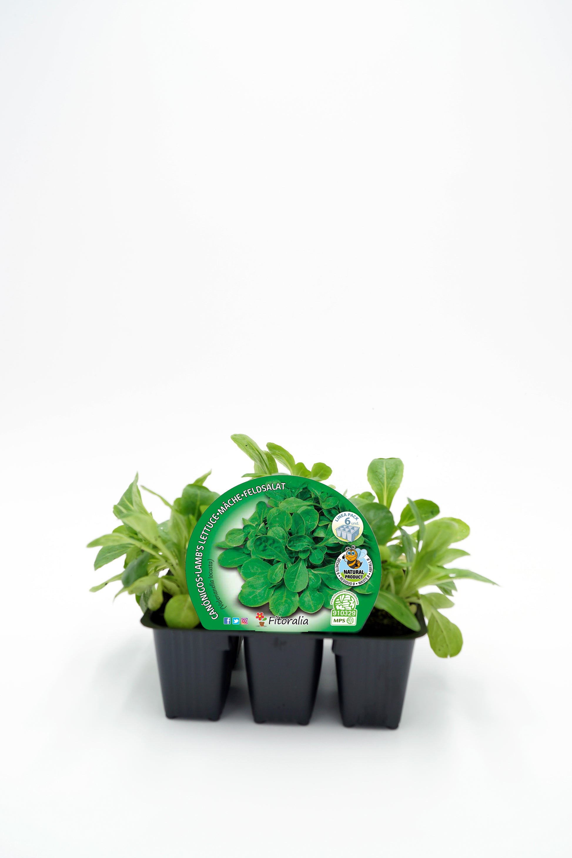 Pack Plantones Canónigos 6 Ud. Natural - Fitoralia