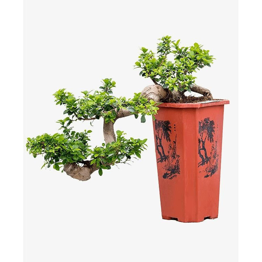 Ficus Microcarpa Ginseng Cascada M26 70cm