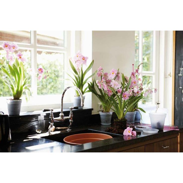 Tiesto orquídeas Green Basics Elho Transparente 15 cm