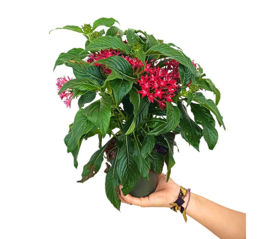 Pentas Lanceolata M13