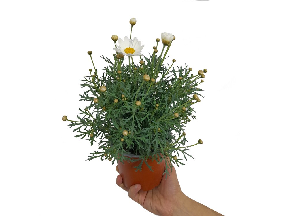 Margarita Variada M13_0