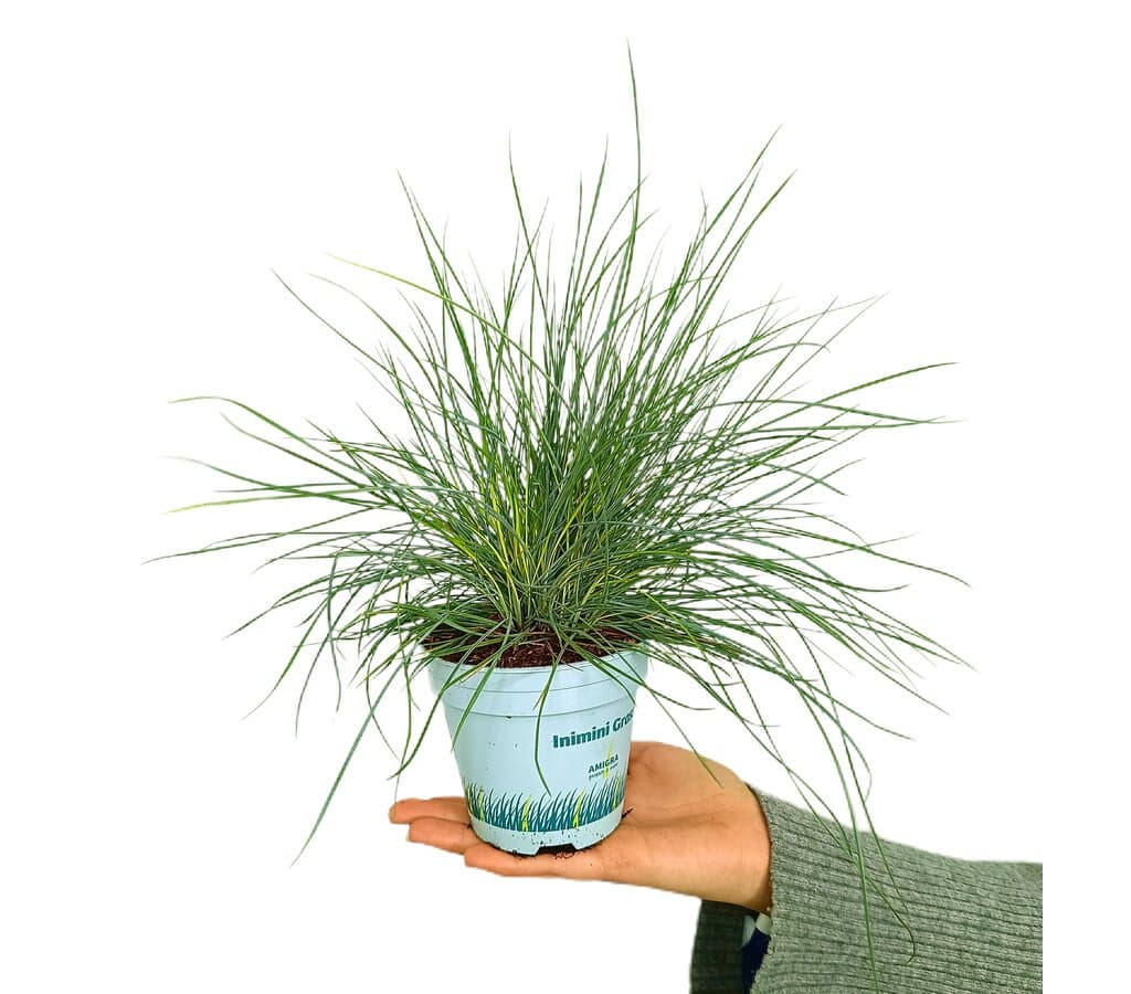 Festuca Glauca M10_0