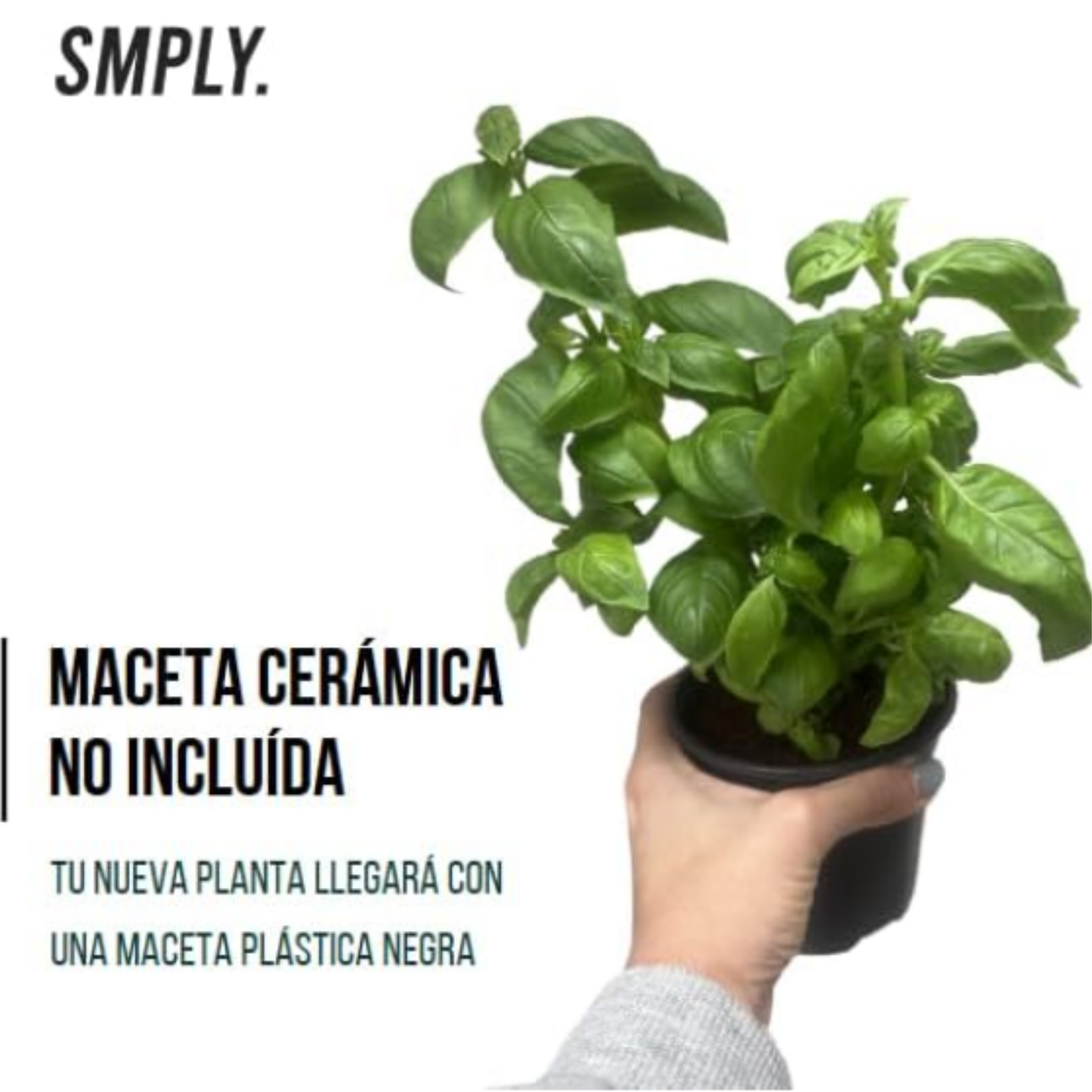Pack 2 -planta Albahaca - Maceta 10 Cm -hierba Aromática_2