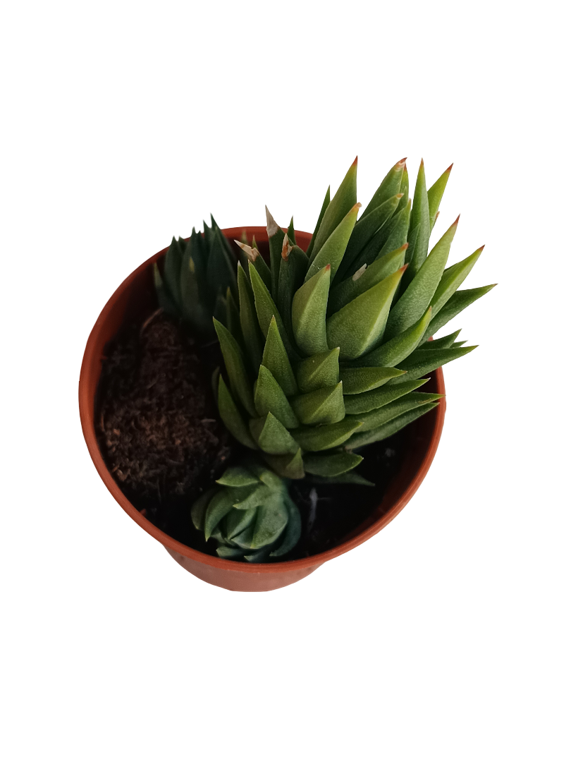 Haworthia glauca planta suculenta Ø5