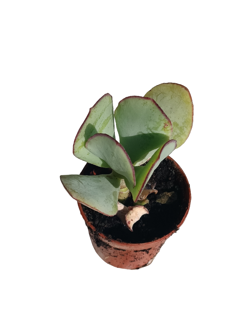Cotyledon Macantra Planta Suculenta Ø5 Cm