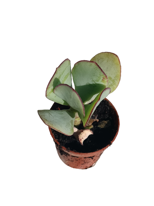 Cotyledon Macantra Planta Suculenta Ø5 Cm