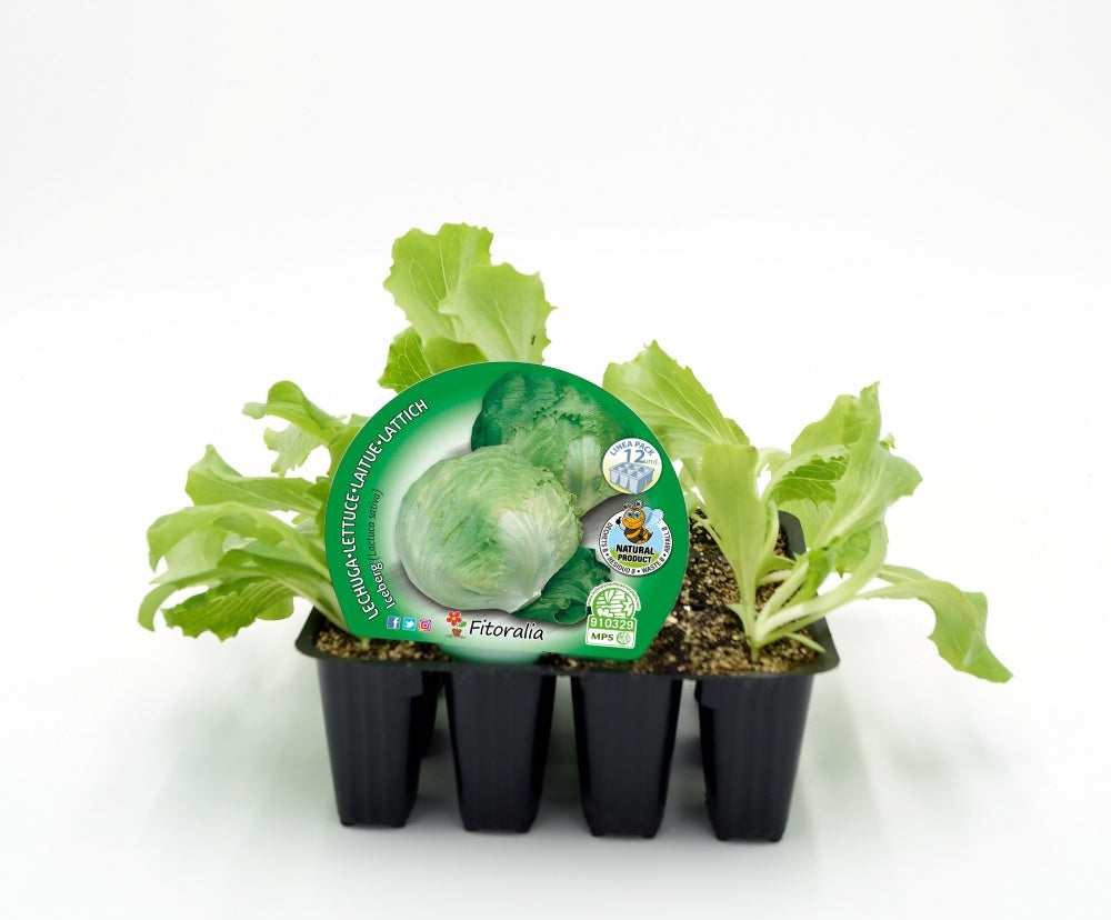 Pack Plantones Lechuga Iceberg 12 Ud. Natural - Fitoralia_0
