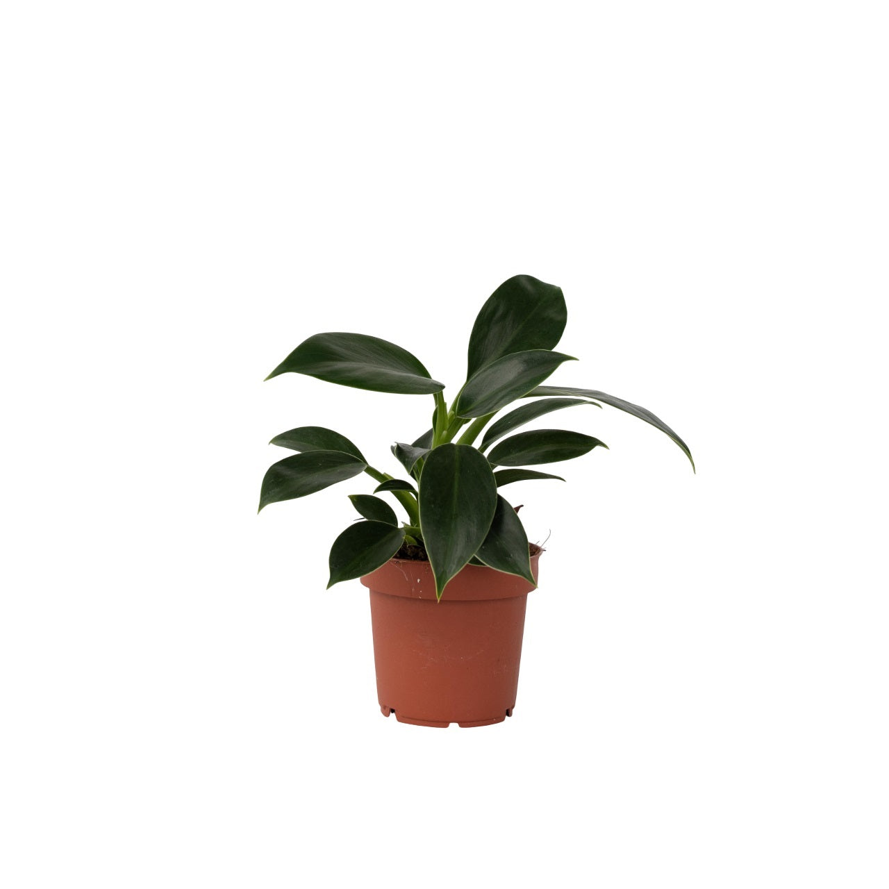 Filodendro - Philodendron 'green Princess' - Altura 20-30cm - ⌀12cm