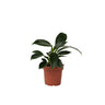Filodendro - Philodendron 'green Princess' - Altura 20-30cm - ⌀12cm