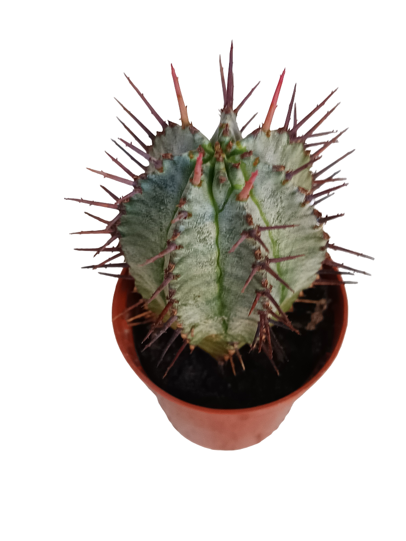 Euphorbia Horrida Planta Suculenta 5 Cms