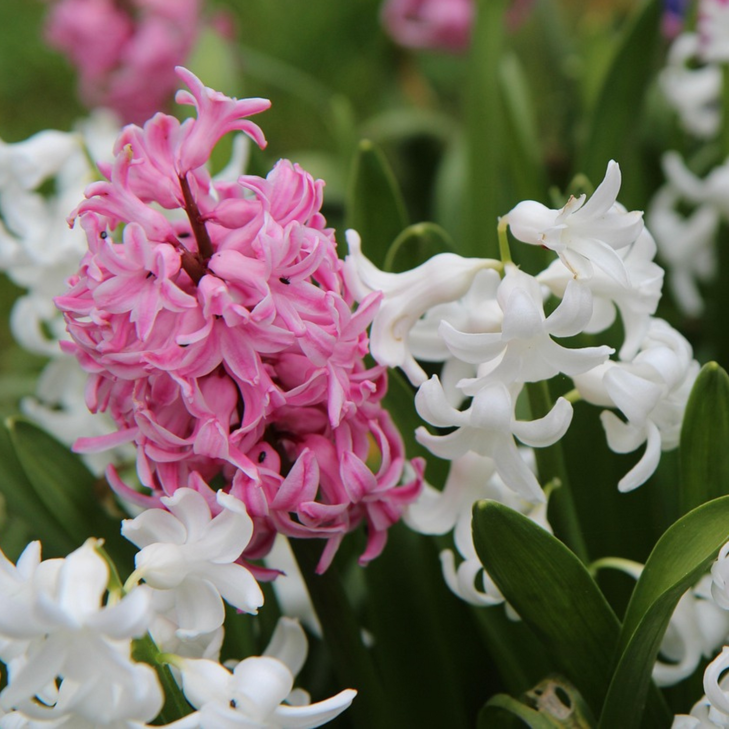 Jacinto - 20 Pzs - Hyacinthus - Bulbos De Flores