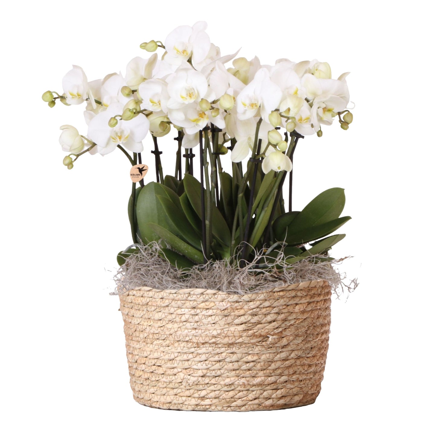 Orquídea En Cesta Blanca - Phalaenopsis - Altura 40–50cm - ⌀28cm