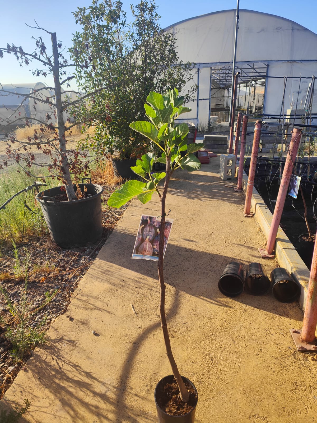 Higuera Negra Maceta