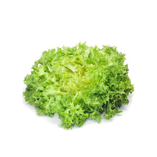 Plantón de Lechuga escarola en maceta 11 cm