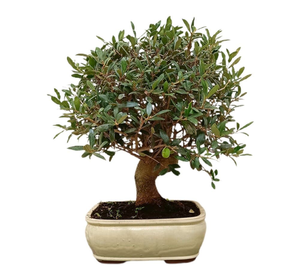 Bonsái Olivo 18 Años (olea Europaea)_1